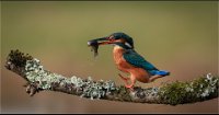 161 - KINGFISHER WITH MINNOW - HAYES GARY - england <div