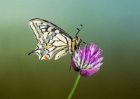 162 - SWALLOWTAIL - LINES ADRIAN - england <div