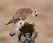 165 - WILD KESTREL DEVOURING PREY - BRADSHAW COLIN - england <div