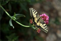 170 - MACHAON D'AUZON - PIRES DIAS JOSE MANUEL - france <div