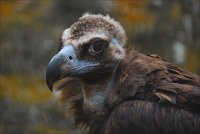 174 - MONK VULTURE'S EYE - DARCIS PATRICIA - france <div