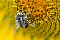 175 - L ABEILLE ET LE TOURNESOL - TURLUR-CHABANON SOPHIE - france <div