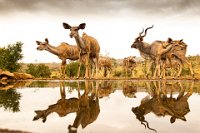 208 - GREATER KUDU 2019 05 22 08.46.02 - HOLMBERG KENT - sweden <div