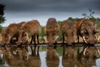 209 - WARTHOG FAMILY 2919 05 22 07.15.06 - HOLMBERG KENT - sweden <div