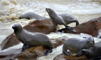 21 - SEA LIONS PLAYING CAPE CROSS - SIMON CLAUDE - belgium <div