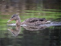 216 - FEMALE MALLARD DREDGING - POLAKOWSKI ANDY - wales <div