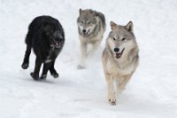 22 - TRIO DE LOUPS - GILLIEAUX BRIGITTE - belgium <div