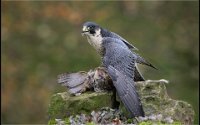 237 - SPARROWHAWK WITH PREY - HAYES GARY - england <div