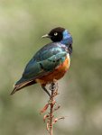 238 - SUPERB STARLING - TROUT SUSAN - england <div