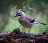 241 - YOUNG JAY HOLDING NUT - STEYN GILLIAN - england <div