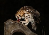 242 - TAWNY OWL ON PREY - BRADSHAW COLIN - england <div