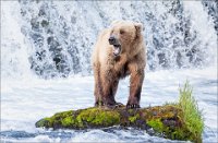 264 - BEAR STAND ON ROCK - KWAN PHILLIP - canada <div