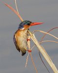 268 - MALACHITE KINGFISHER - TROUT BRIAN - england <div