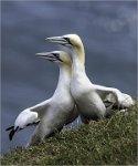 270 - GANNET PAIR - BARRETT JANE - england <div