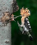 271 - HOOPOE FEEDING YOUNG - GELDARD ROGER - england <div