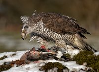 272 - NORTHERN GOSHAWK WITH PREY - GELDARD ROGER - england <div