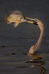 273 - ANHINGA WITH FISH - ANDREWS VICTORIA - england <div