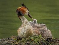 274 - MOTHER AND CHICK - BRADSHAW COLIN - england <div