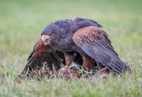 282 - HARRIS HAWK WITH PREY - STEYN GILLIAN - england <div