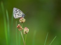 30 - KLEINE PIMPERNEL - VANDER MEULEN SONJAVANDER MEULEN - belgium <div