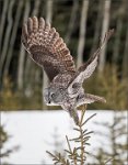 44 - GREAT GRAY OWL 51 - KWAN PHILLIP - canada <div