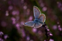 52 - PLEBEJUS ARGUS - BOEL GULDMANN KIS - denmark <div