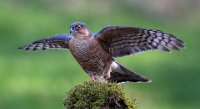 54 - SPARROWHAWK LANDING - BRAMMALL RAY - england <div