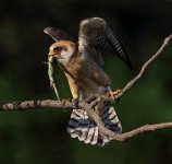 55 - RED FOOTED FALCON WITH LIZARD - TROUT BRIAN - england <div