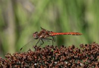 62 - COMMON DARTER PERCHING - NASH JOHN - england <div