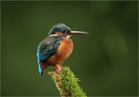 63 - FEMALE KINGFISHER - HAYES BEVERLY - england <div