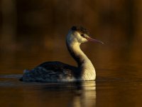 67 - GREAT CRESTED GREBE ON GOLDEN POND - TROUT SUSAN - england <div