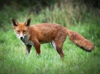 68 - ALERT RED FOX - STEYN GILLIAN - england <div