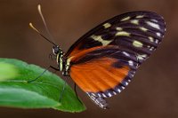 7 - HELICONIUS HECALE - KOLBRICH ROBERT - austria <div