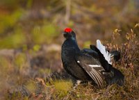 73 - BLACK GROUSE - KÄRKKÄINEN JORMA - finland <div