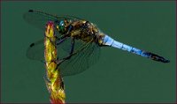 8 - BLUE DRAGONFLY - SCHRITTWIESER JOHANN - austria <div