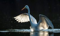 82 - GRANDE AIGRETTE - LEONARDI HENRI - france <div