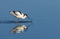 85 - AVOCETTE - CRIAUD SANDRINE - france <div