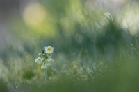 90 - LES CLES DU PRINTEMPS - SCALVENZI BENJAMINE - france <div