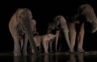 129 - ELEPHANT FAMILY - BRYAN ANN - australia <div
