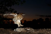 153 - TAWNY OWL AND RABBIT AT DUSK - DEVINE BOB - england <div