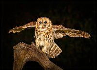 227 - TAWNY OWL AT NIGHT WITH PREY - STEYN GILLIAN - england <div