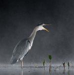 230 - GREY HERON CALLING AT NIGHT - BRADSHAW COLIN - england <div