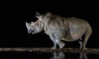 275 - WHITE RHINO AT WATER HOLE - BRYAN DAVID - australia <div