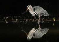 277 - GREY HERON AT NIGHT - ANDREWS VICTORIA - england <div