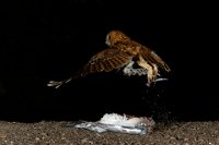 60 - TAWNY OWL FLIES FROM PIGEON - DEVINE BOB - england <div