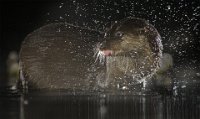 62 - OTTER SPLASHING AT NIGHT - BRADSHAW COLIN - england <div