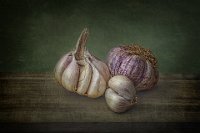 108 - GARLIC STUDY - JUDGE JARLATH - Ireland <div