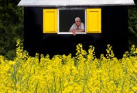 110 - RAPESEED JACK - DE JONG FRANKE - Netherlands <div