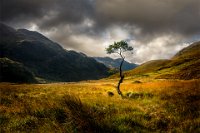 154 - LONE TREE GLEANN DUBH LOCHAINN - RICHARDSON TOM - England <div