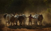 192 - RETURNING CATTLE HERD - C.R. SATHYANARAYANA - India <div